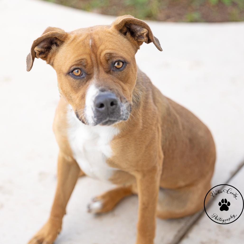 Enlarge Molly, a Adoptable Pit Bull Terrier in Abilene, TX image 5/6