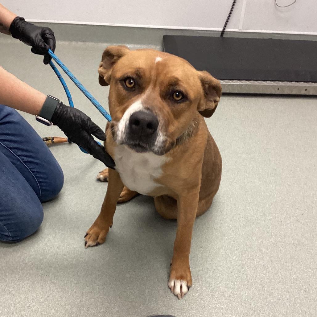 Enlarge Molly, a Adoptable Pit Bull Terrier in Abilene, TX image 6/6