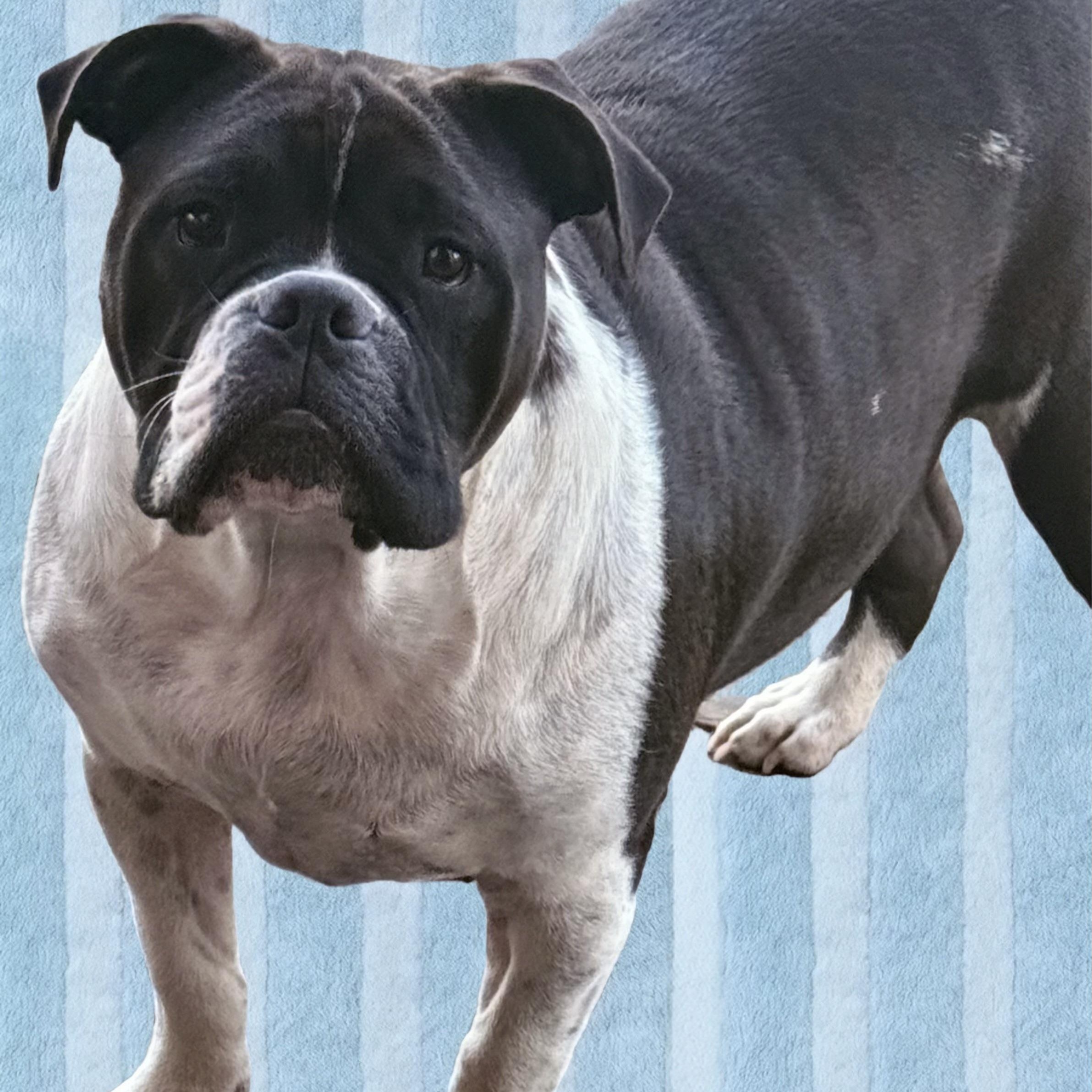 Enlarge Milo , a ADOPTABLE mixed breed in Celina, TX image 2/3