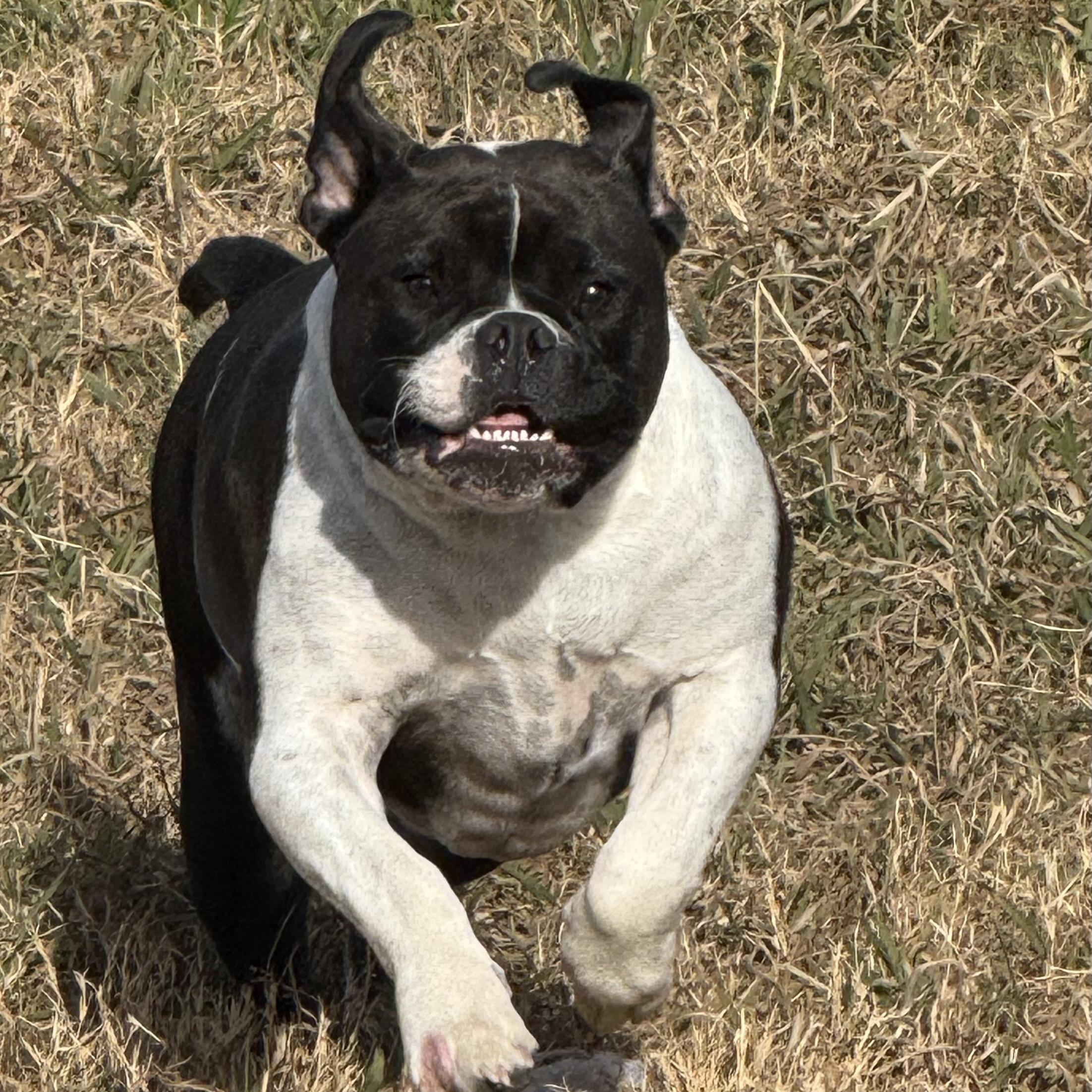 Enlarge Milo , a ADOPTABLE mixed breed in Celina, TX image 3/3