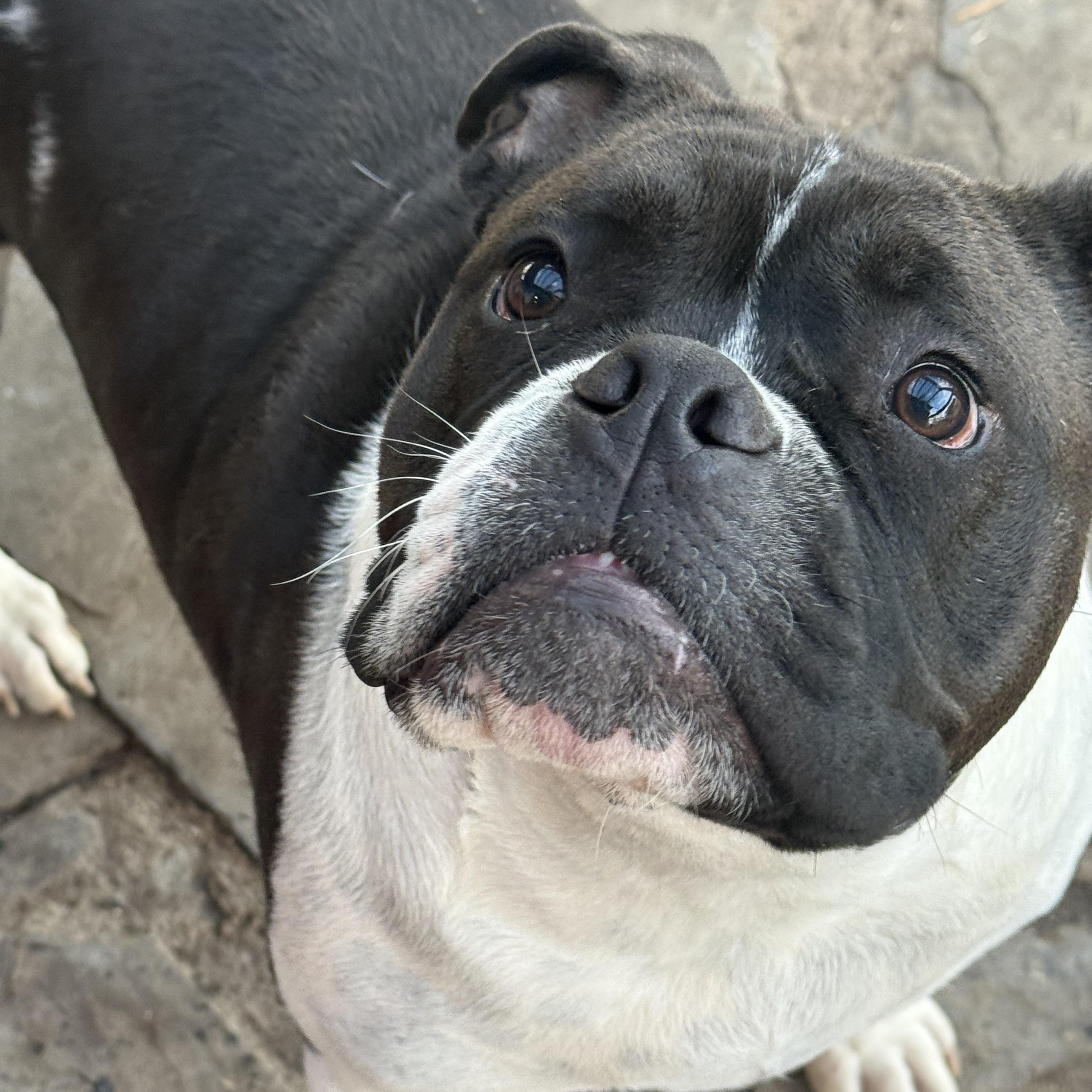 Milo , ADOPTABLE, Young Male American Bulldog & English Bulldog.