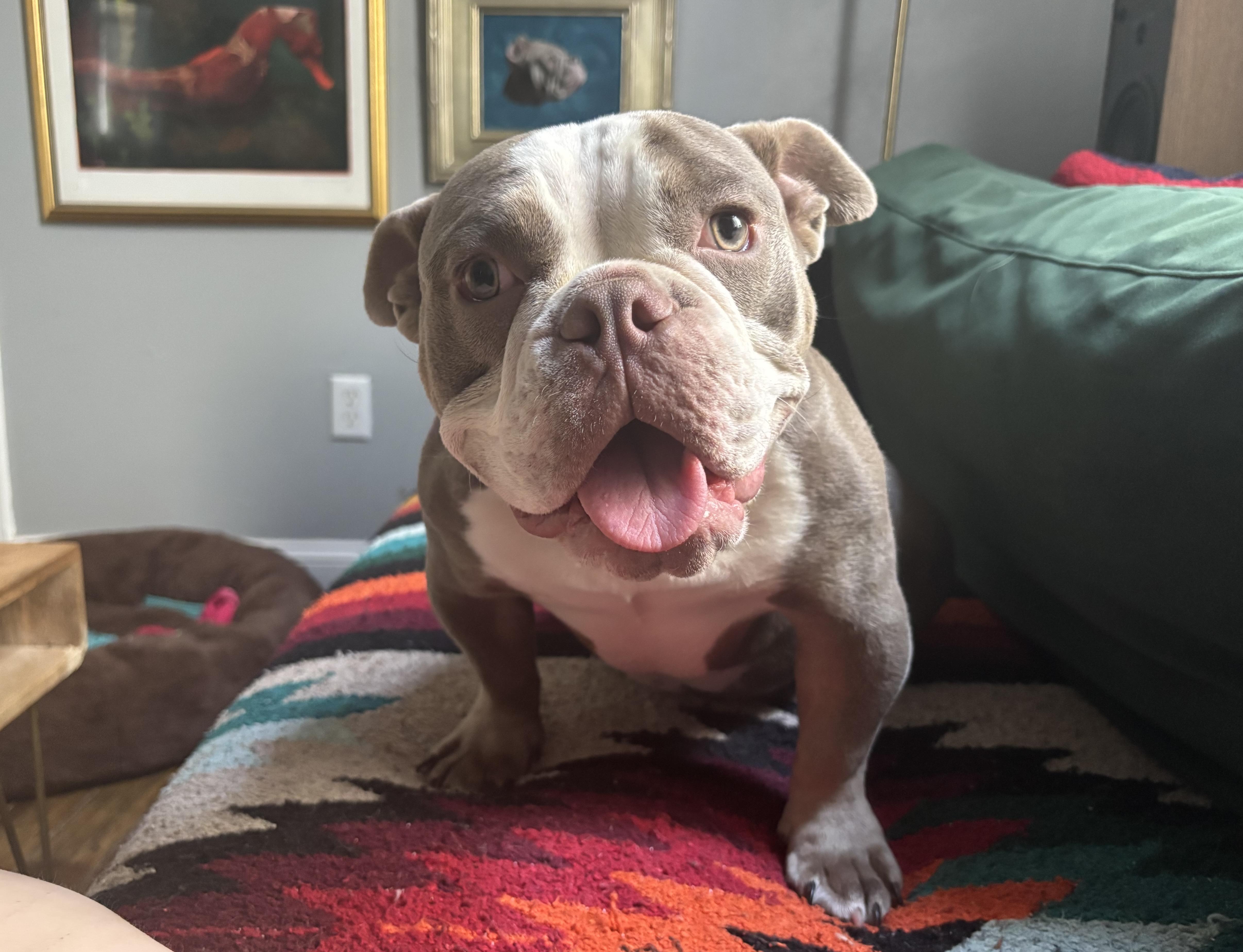 Hi there Im Olive a sweet silly snuggly young bullie looking for my forever home Im still lea