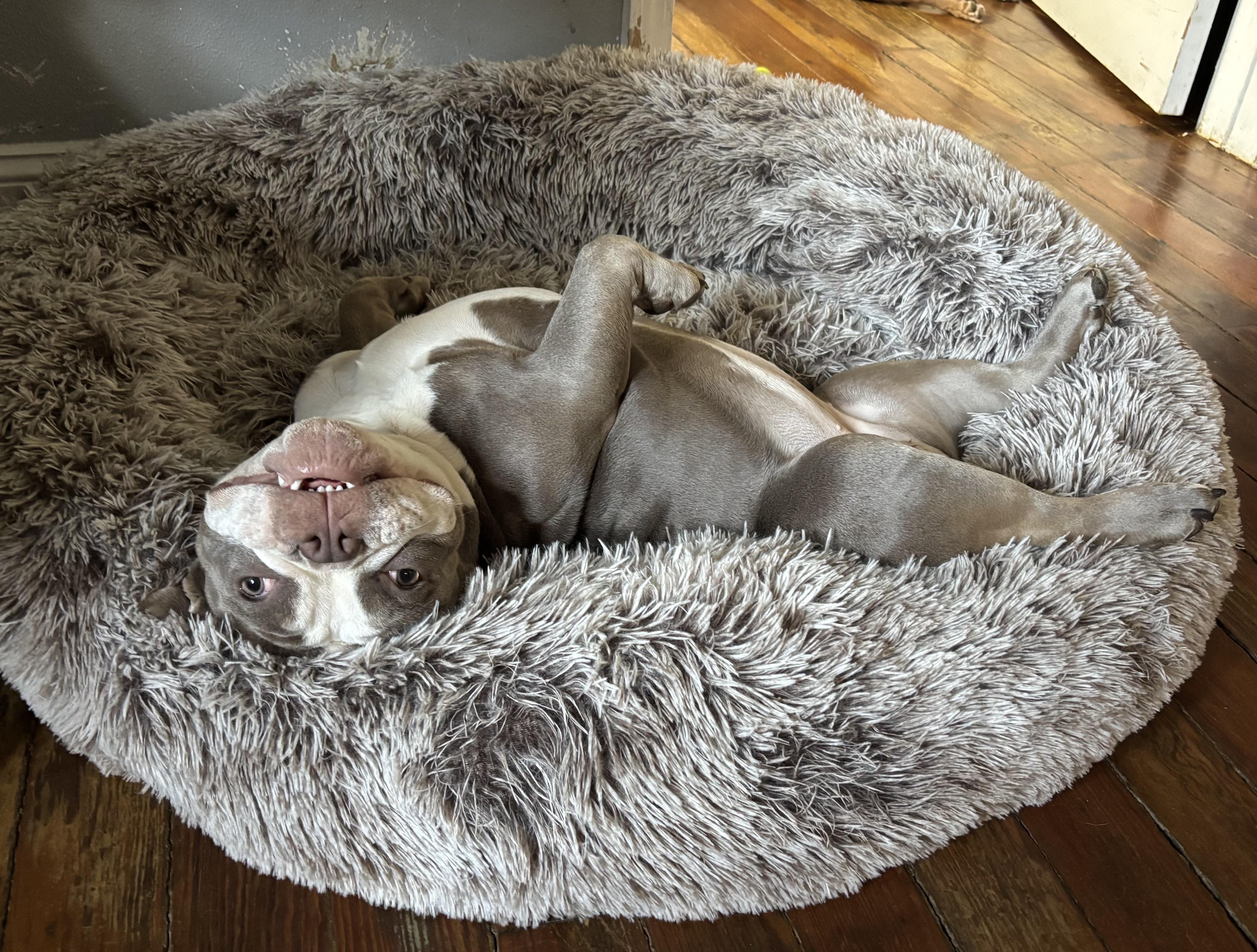 Olive French Bulldog Dog