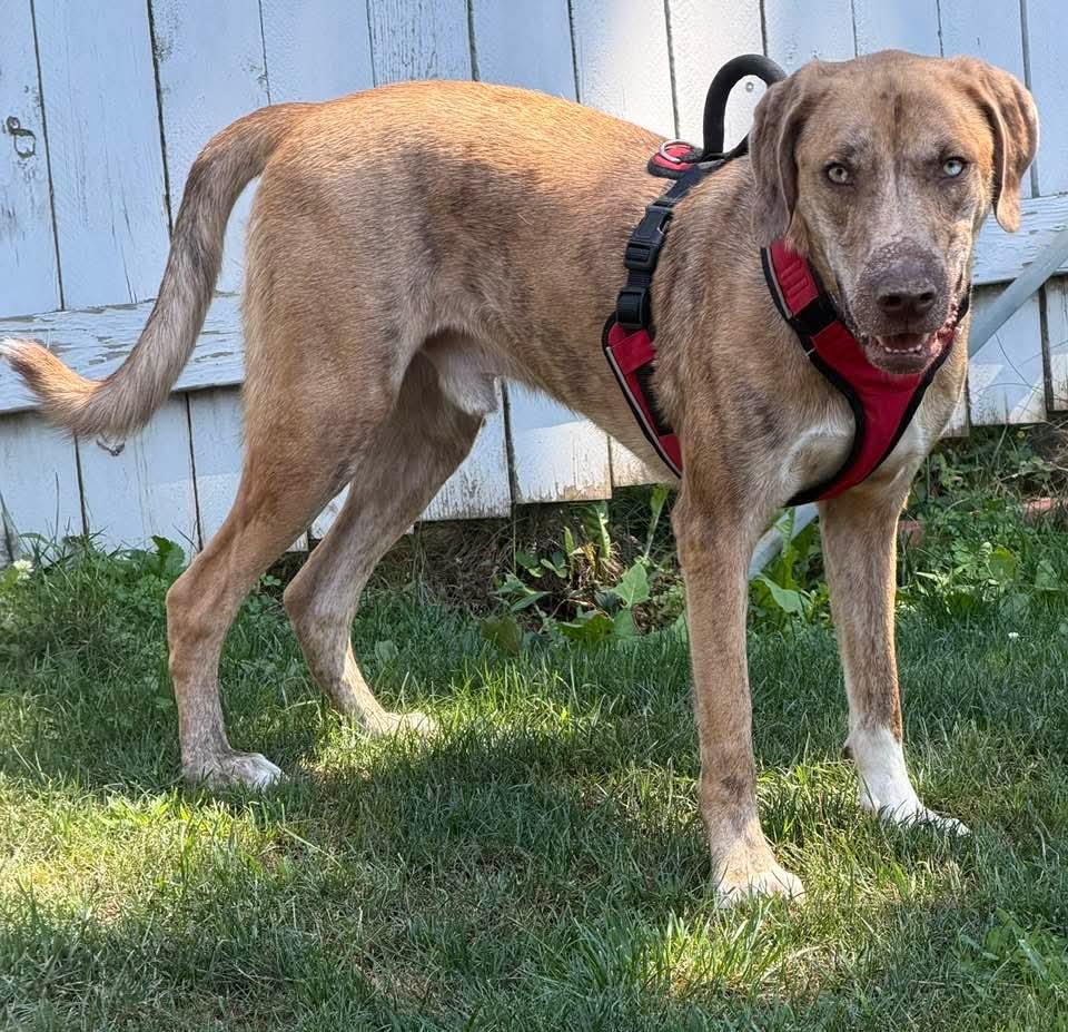 Enlarge Sunny, a Adoptable mixed breed in Hagerstown, MD image 4/6