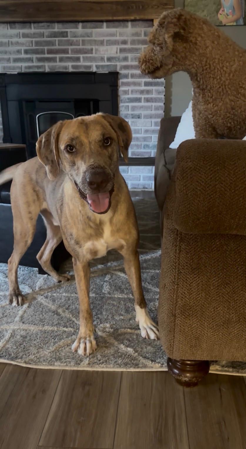 Sunny, Adoptable, Adult Male Catahoula Leopard Dog.