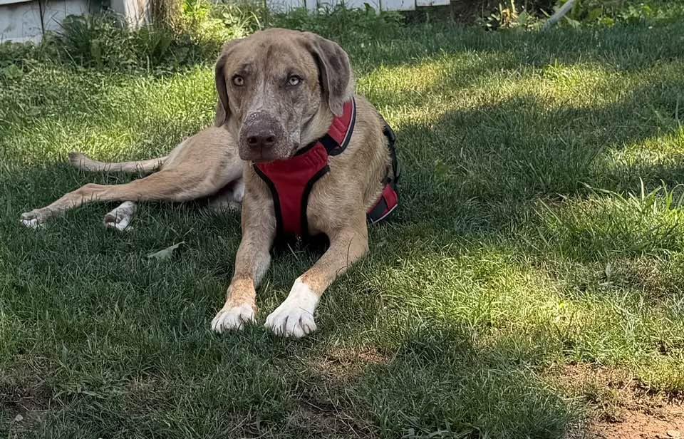 Enlarge Sunny, a Adoptable mixed breed in Hagerstown, MD image 2/6