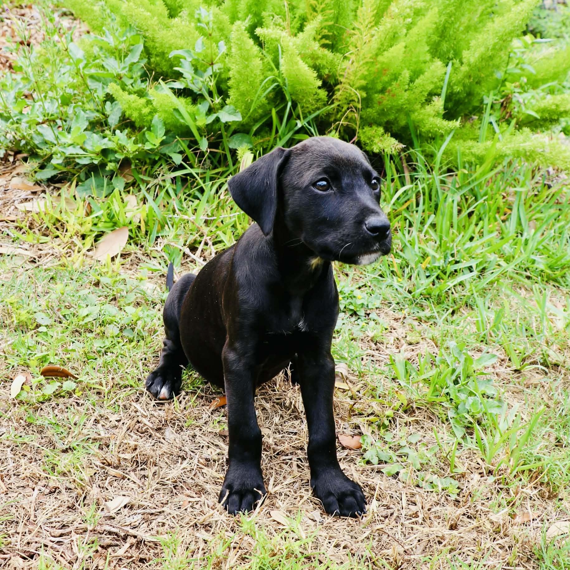 Luna Lovegood - The Calm & Gentle Puppy, a Adoptable mixed breed in Brattleboro, VT image 5/6