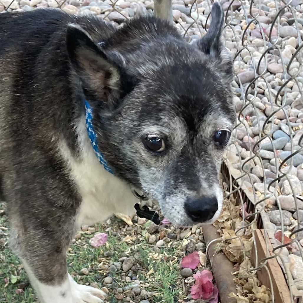Enlarge Gus/Courtesy Post, a Adoptable mixed breed in Long Beach, CA image 1/4