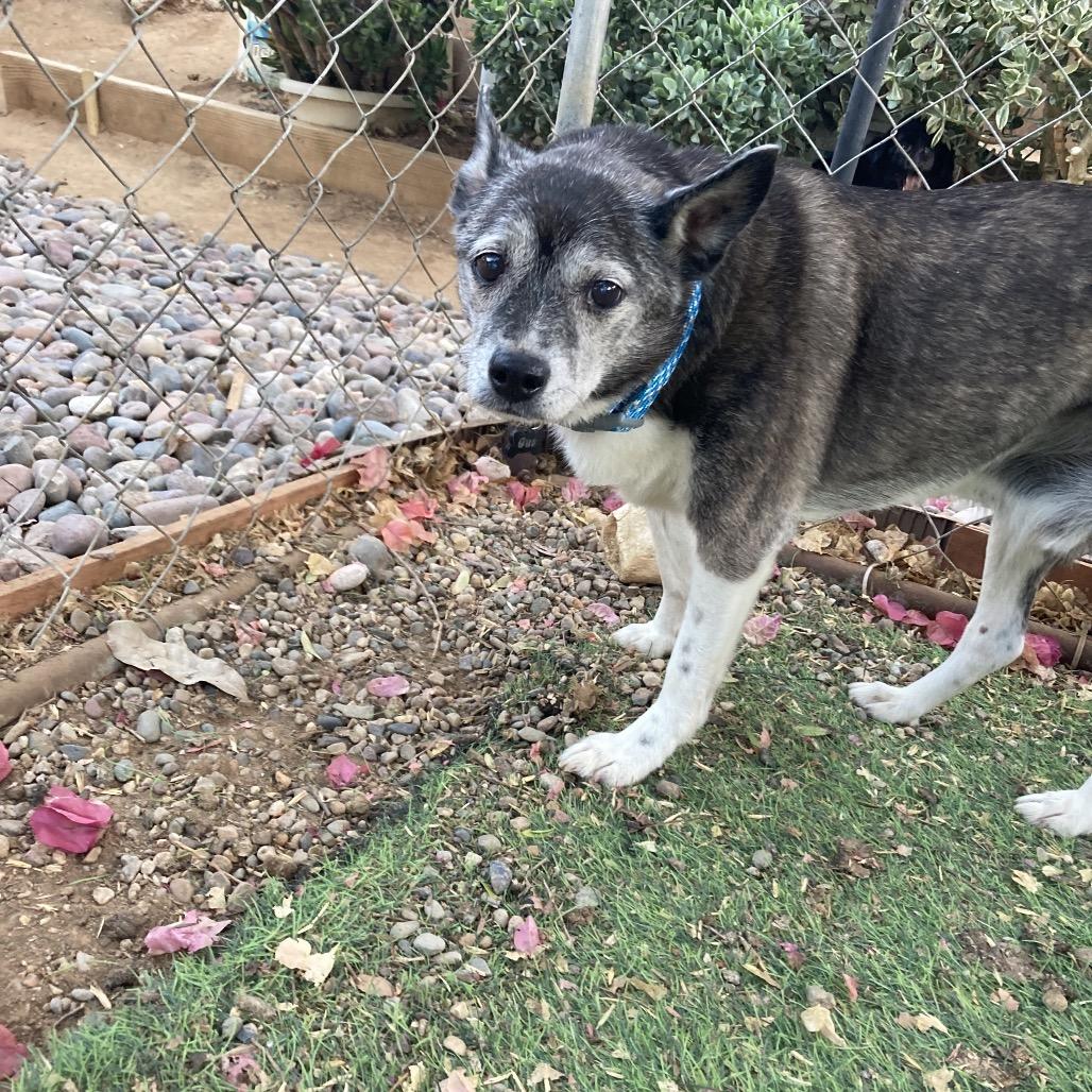 Enlarge Gus/Courtesy Post, a Adoptable mixed breed in Long Beach, CA image 4/4