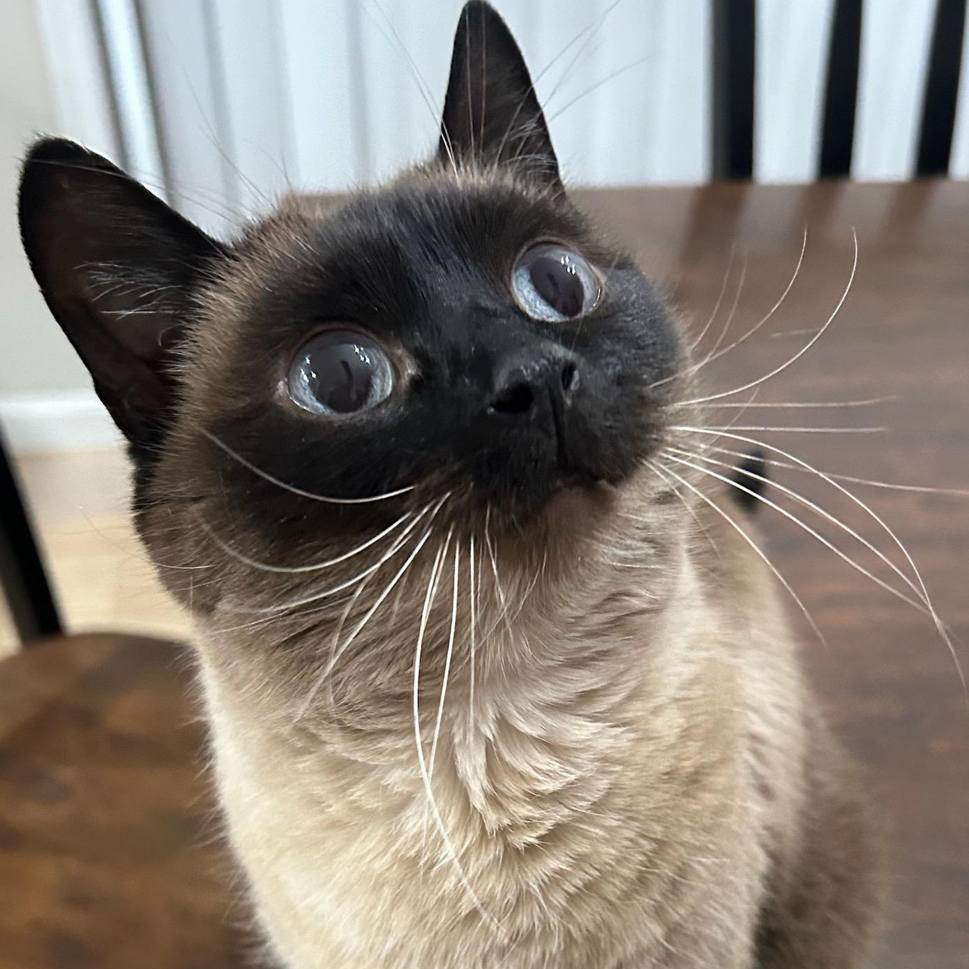 Jay, a Adoptable Siamese in Newburgh, NY image 1/3