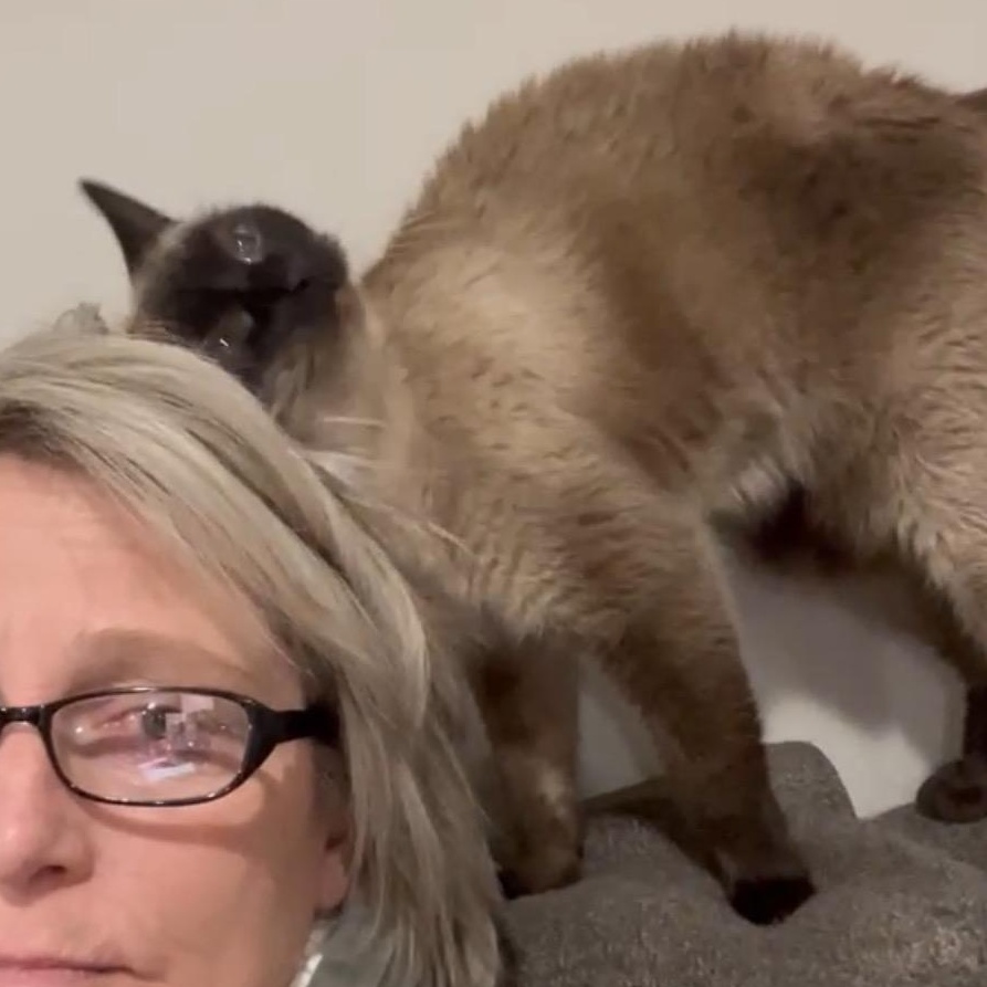 Jay, a Adoptable Siamese in Newburgh, NY image 3/3