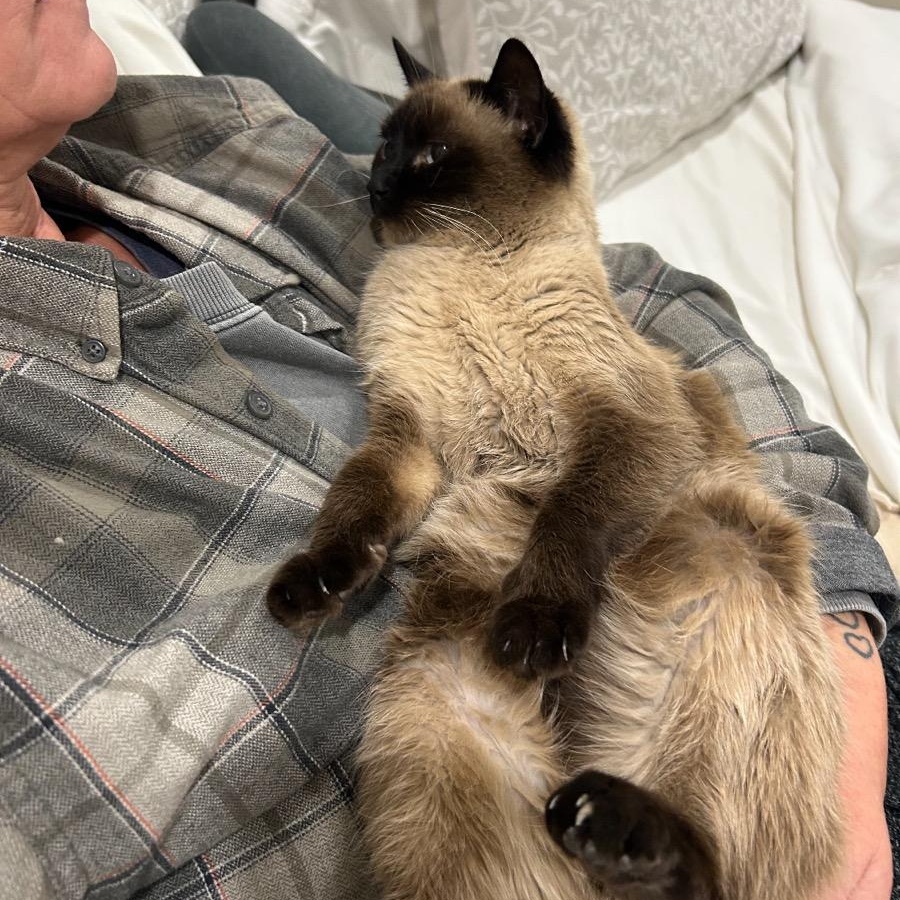 Jay, a Adoptable Siamese in Newburgh, NY image 2/3