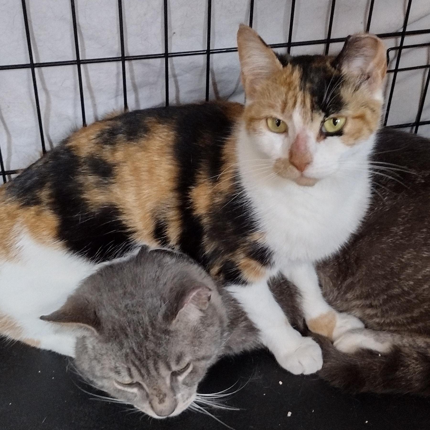 Enlarge Magnus and Poppy, a ADOPTABLE Domestic Short Hair in Syracuse, NY image 4/5