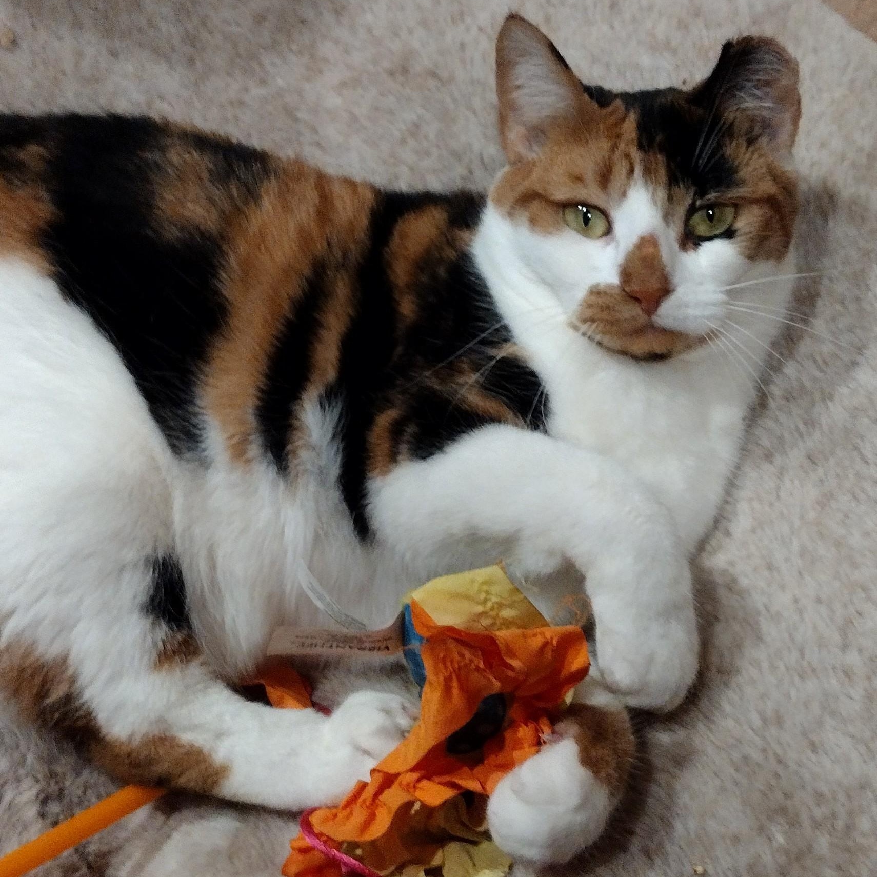 Enlarge Magnus and Poppy, a ADOPTABLE Domestic Short Hair in Syracuse, NY image 1/5