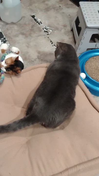 Enlarge Magnus and Poppy, a ADOPTABLE Domestic Short Hair in Syracuse, NY video 3/5