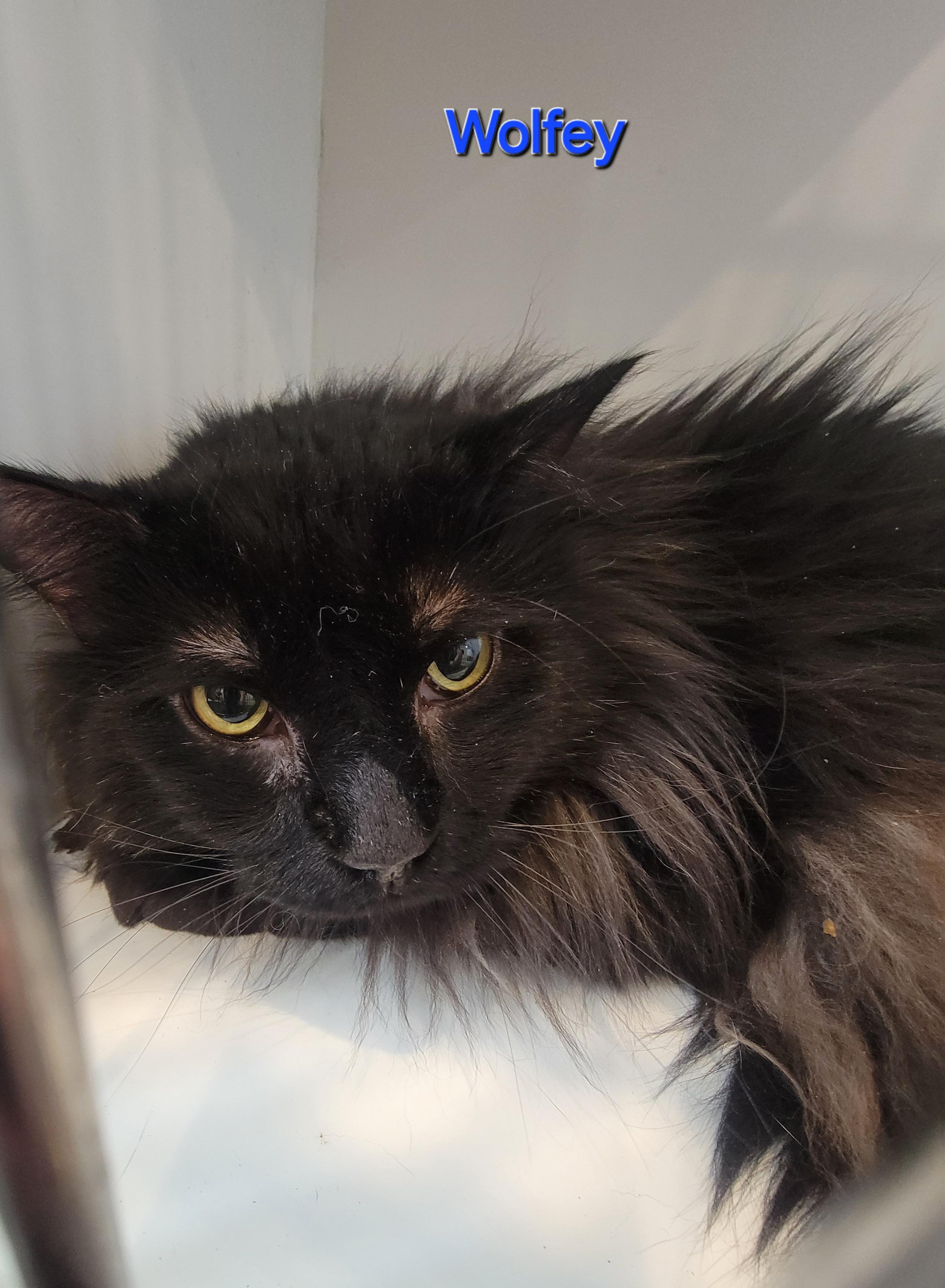 Wolfey