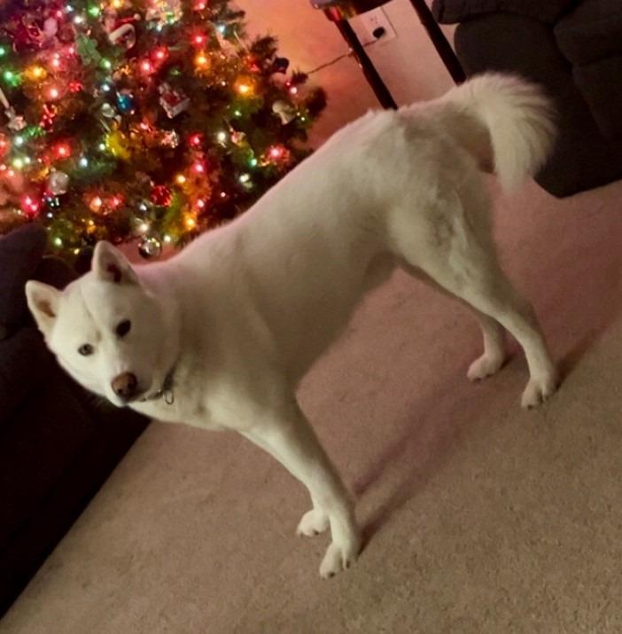 Arlo, Adopted, Young Male Siberian Husky.