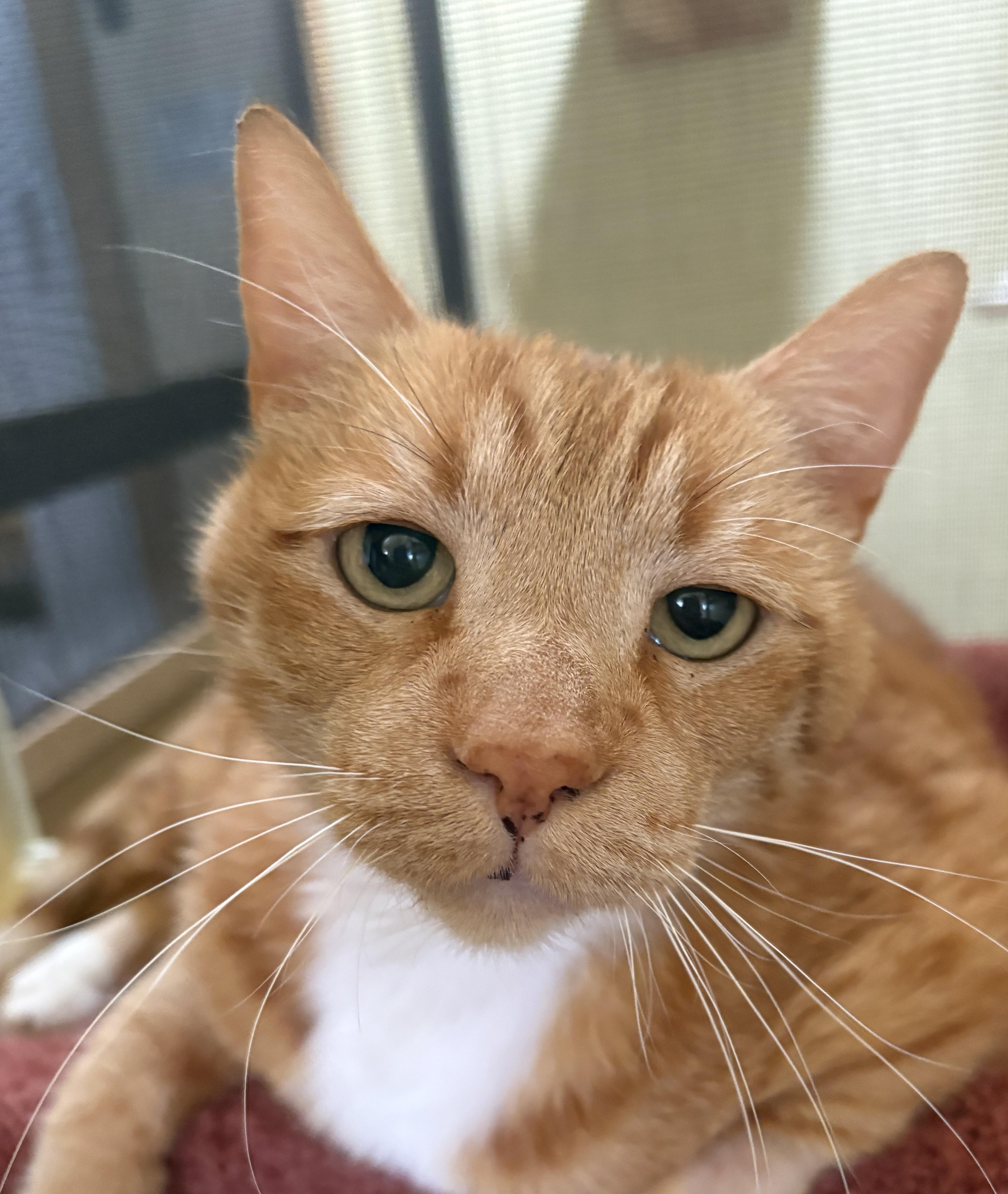 LEO, a ADOPTABLE Tabby in Prescott, AZ image 1/5