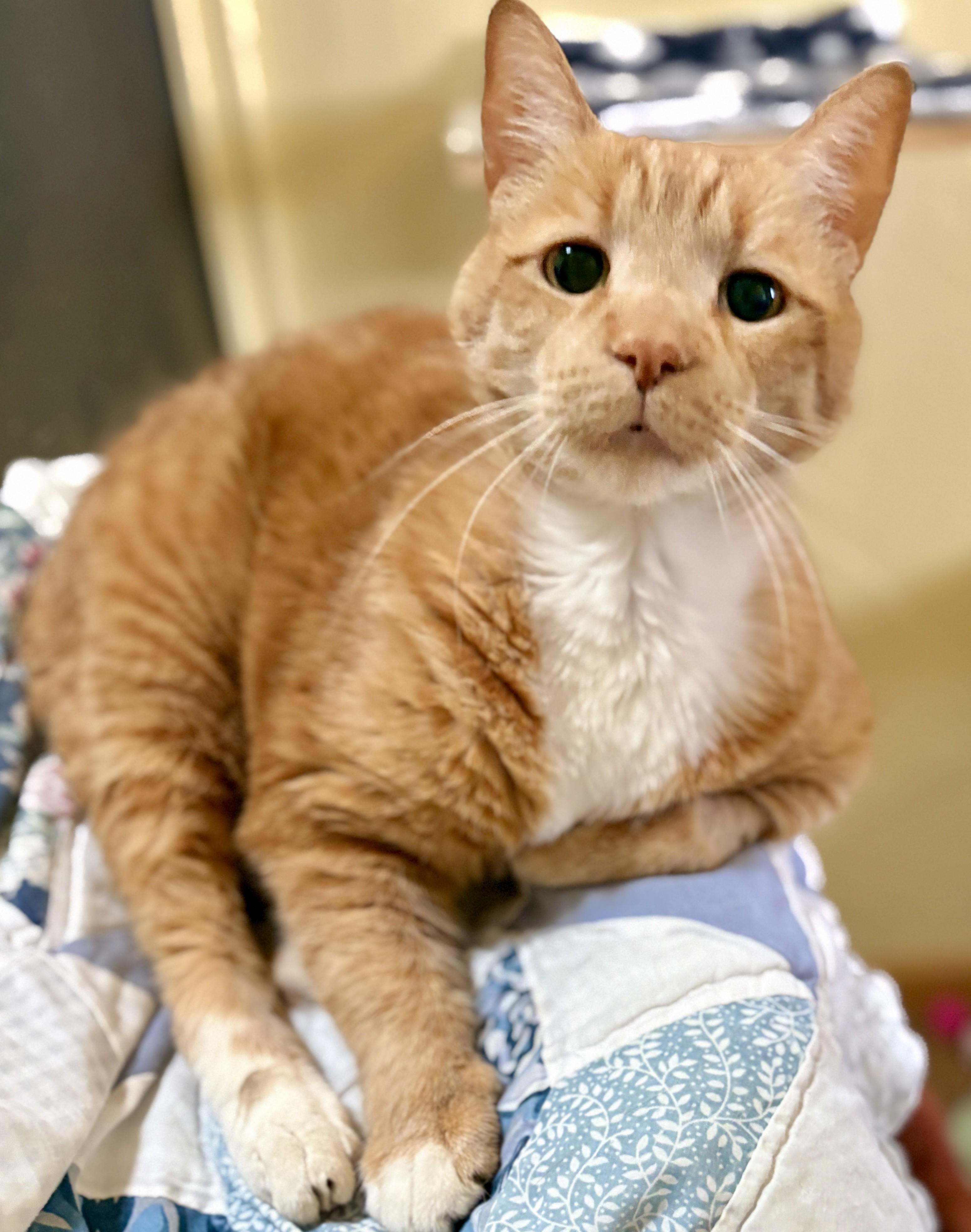 LEO, a ADOPTABLE Tabby in Prescott, AZ image 5/5