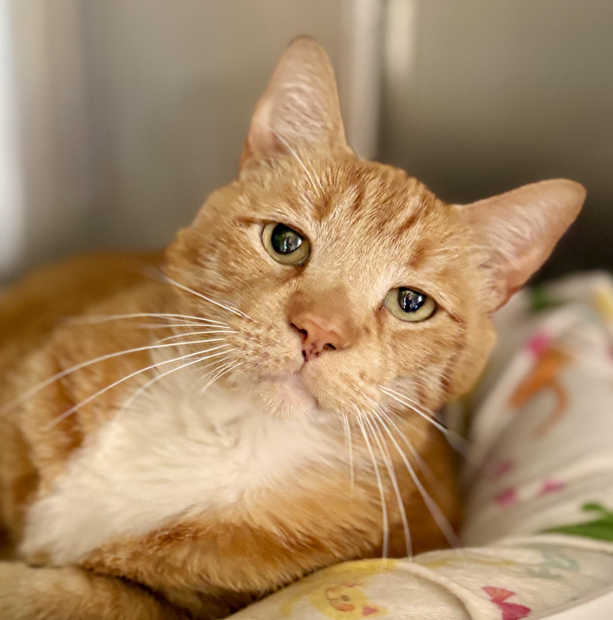 LEO, a ADOPTABLE Tabby in Prescott, AZ image 3/5