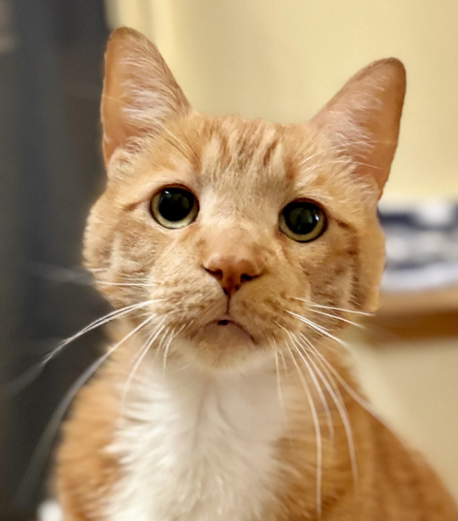 LEO, a ADOPTABLE Tabby in Prescott, AZ image 2/5
