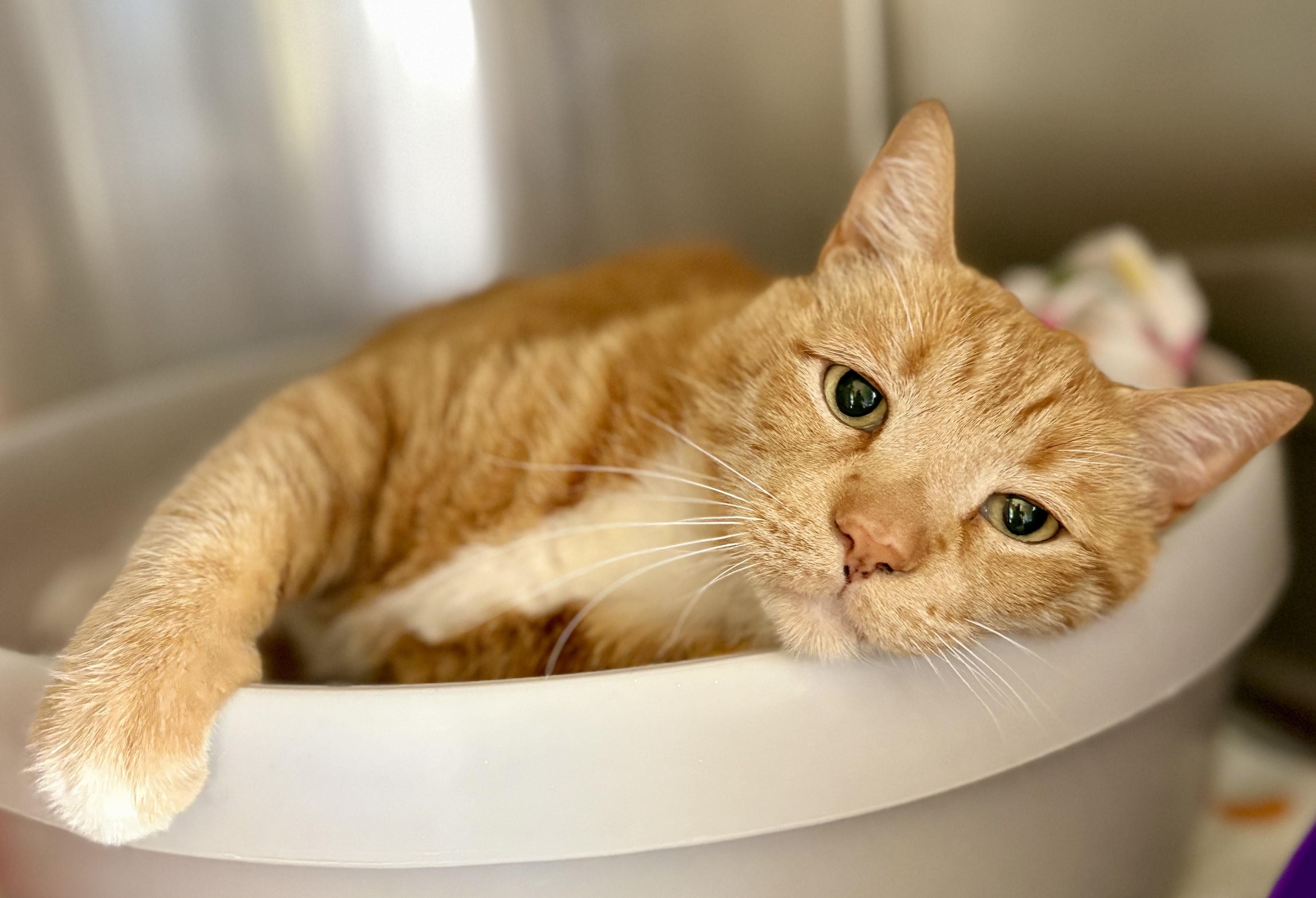 LEO, a ADOPTABLE Tabby in Prescott, AZ image 4/5