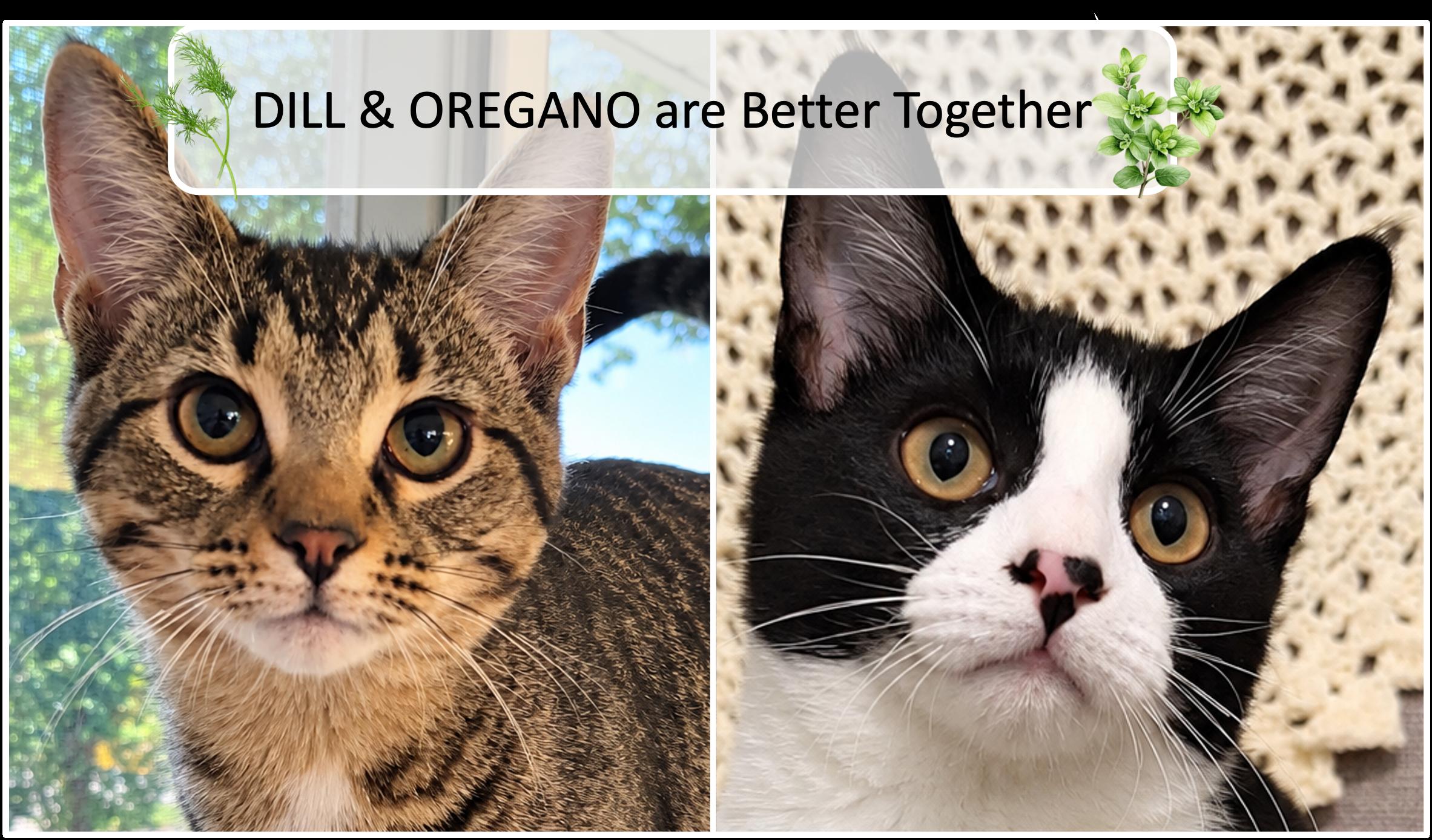 Enlarge Dill & Oregano, a Adoptable Tabby in Cincinnati, OH image 1/3
