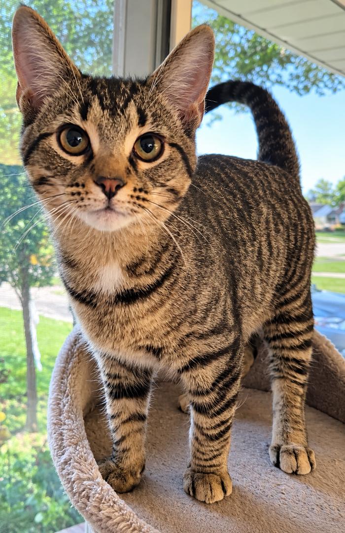 Enlarge Dill & Oregano, a Adoptable Tabby in Cincinnati, OH image 2/3