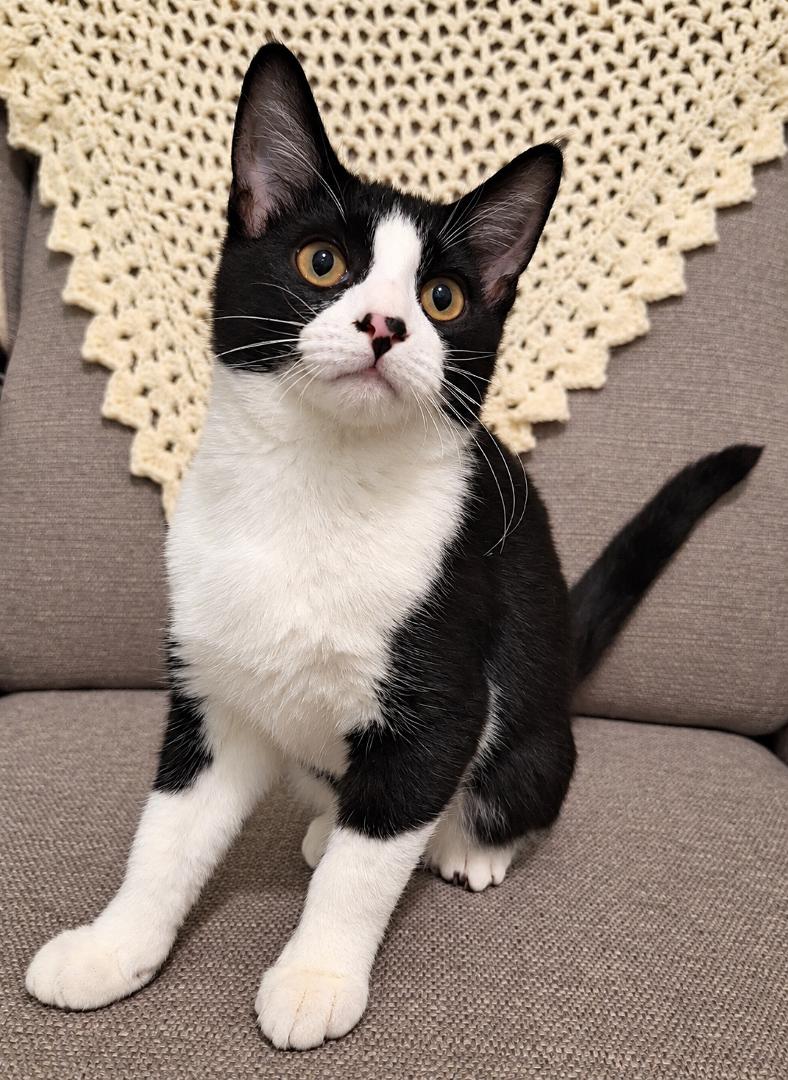 Enlarge Dill & Oregano, a Adoptable Tabby in Cincinnati, OH image 3/3