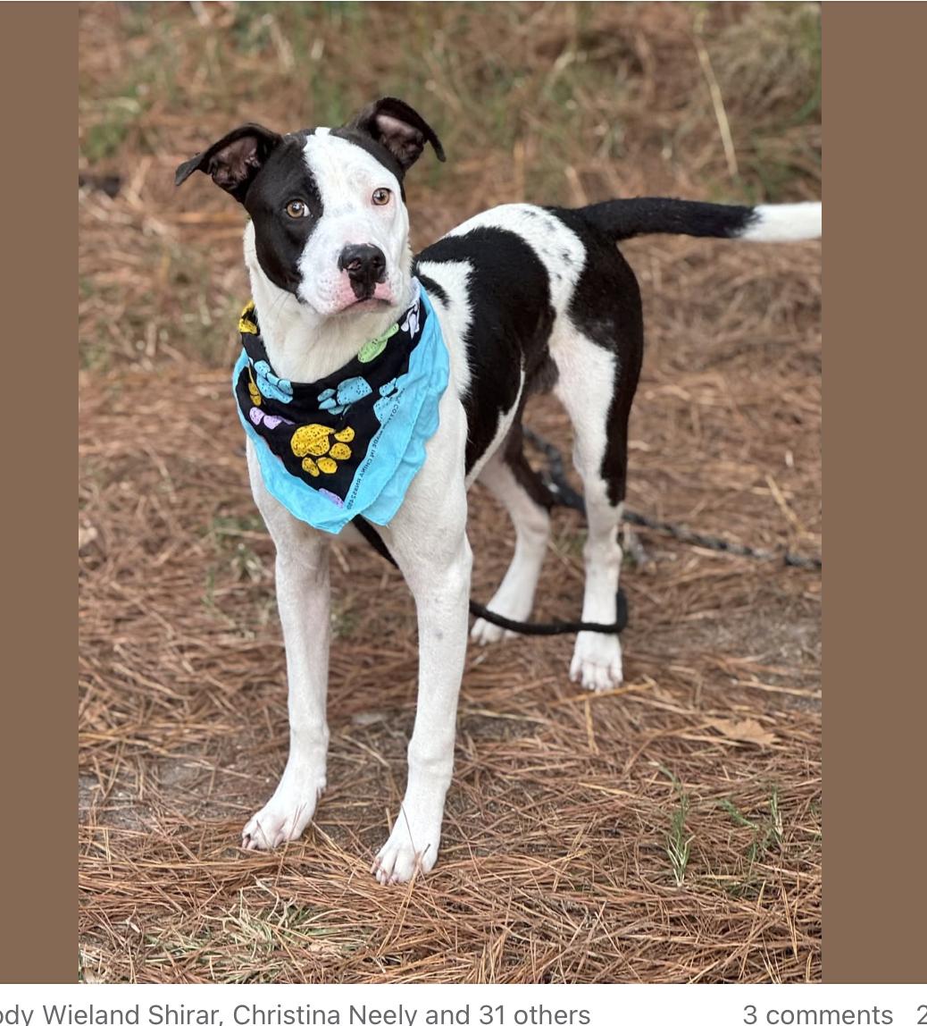 Enlarge Dustin, a ADOPTABLE Mixed Breed in Sumter, SC image 1/1