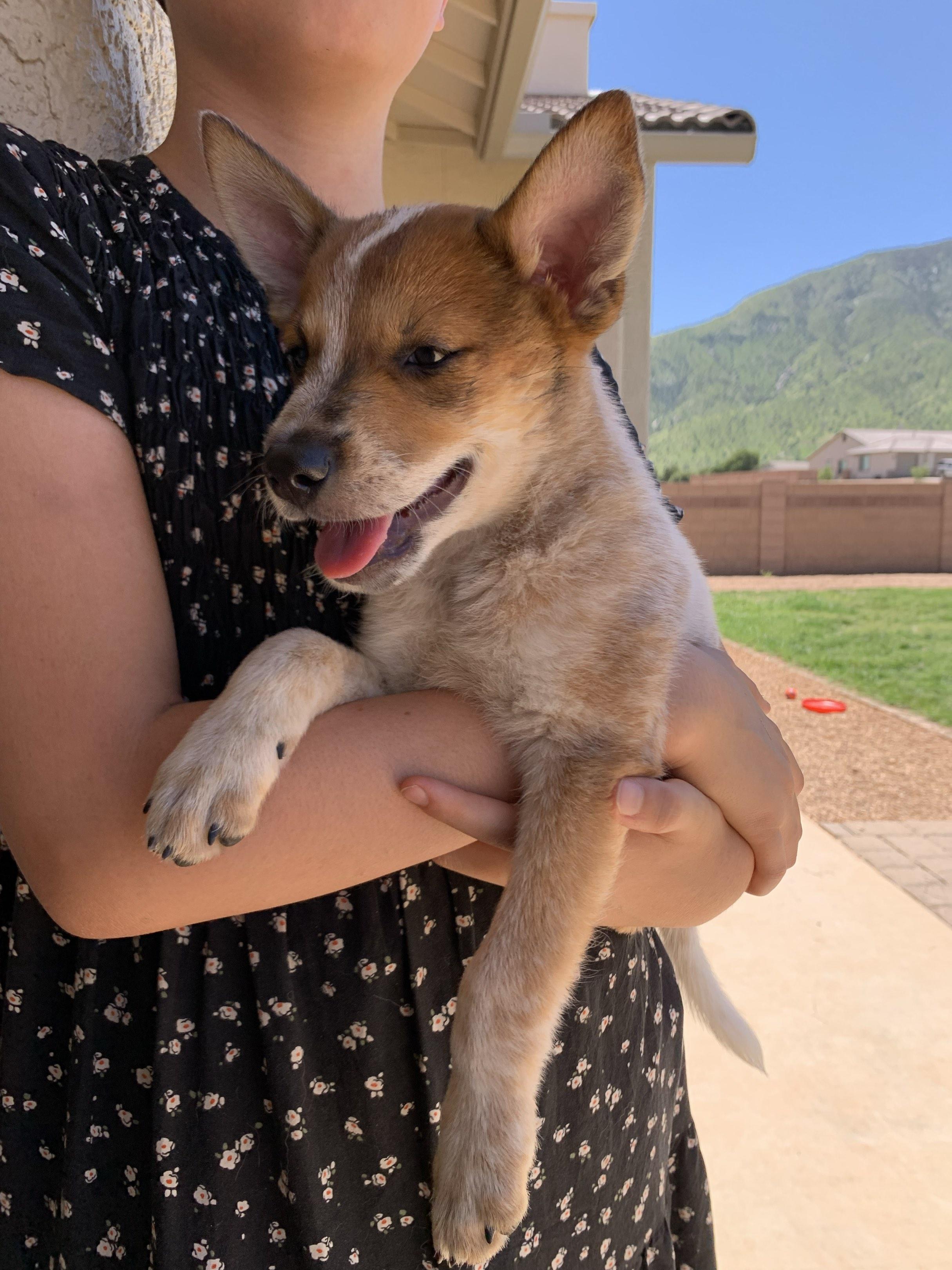 Red, 9 week old Heeler mix puppy in search of active family, Adoptable, Puppy Male Australian Cattle Dog / Blue Heeler.