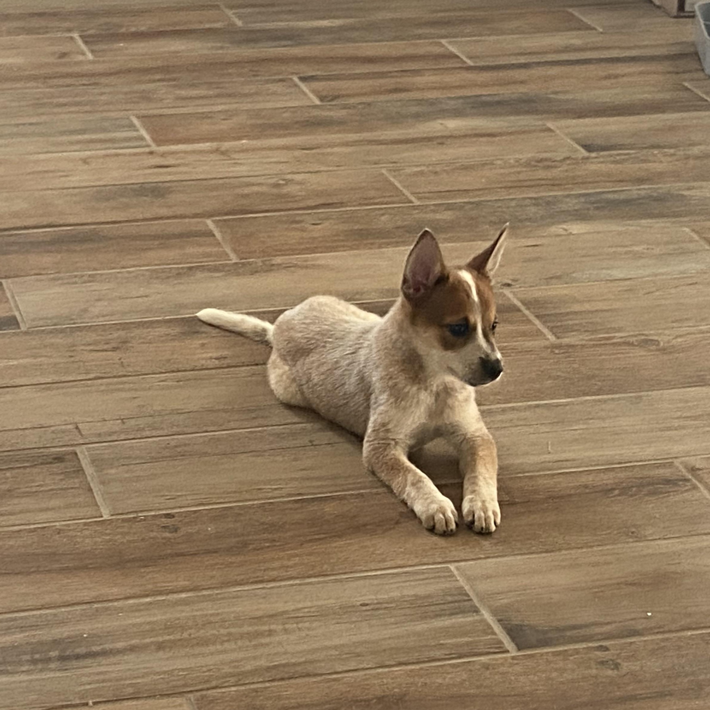 Red, 9 week old Heeler mix puppy in search of active family, a Adoptable mixed breed in Sierra Vista, AZ image 3/5