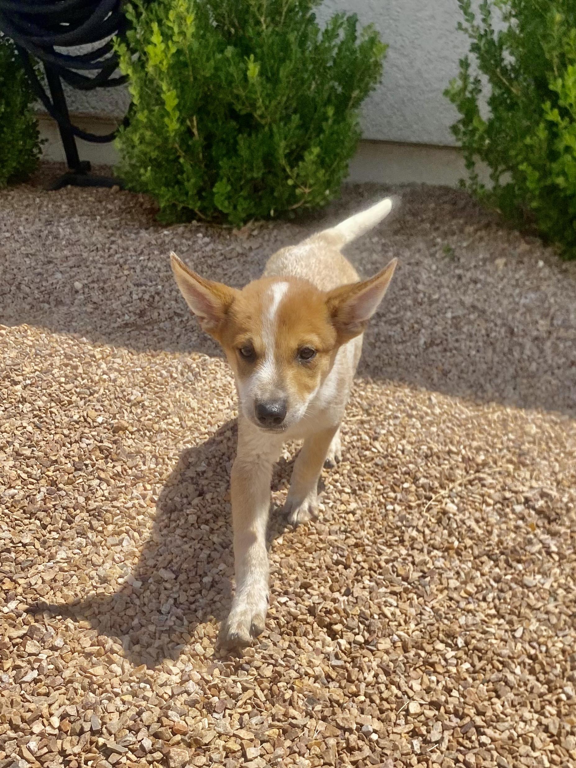 Baby Red, 11-week old Heeler mix puppy in search of active family, Adoptable, Puppy Male Australian Cattle Dog / Blue Heeler.
