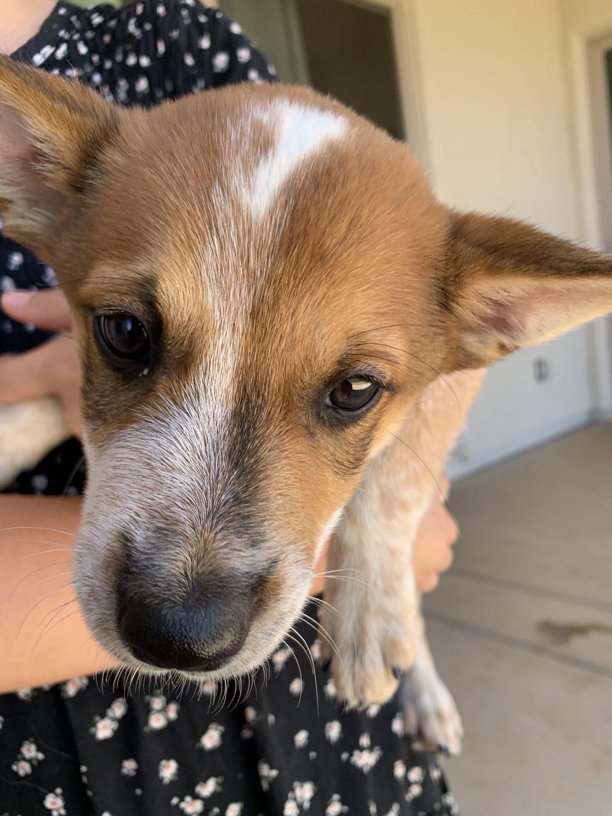 Red, 9 week old Heeler mix puppy in search of active family, a Adoptable mixed breed in Sierra Vista, AZ image 2/5
