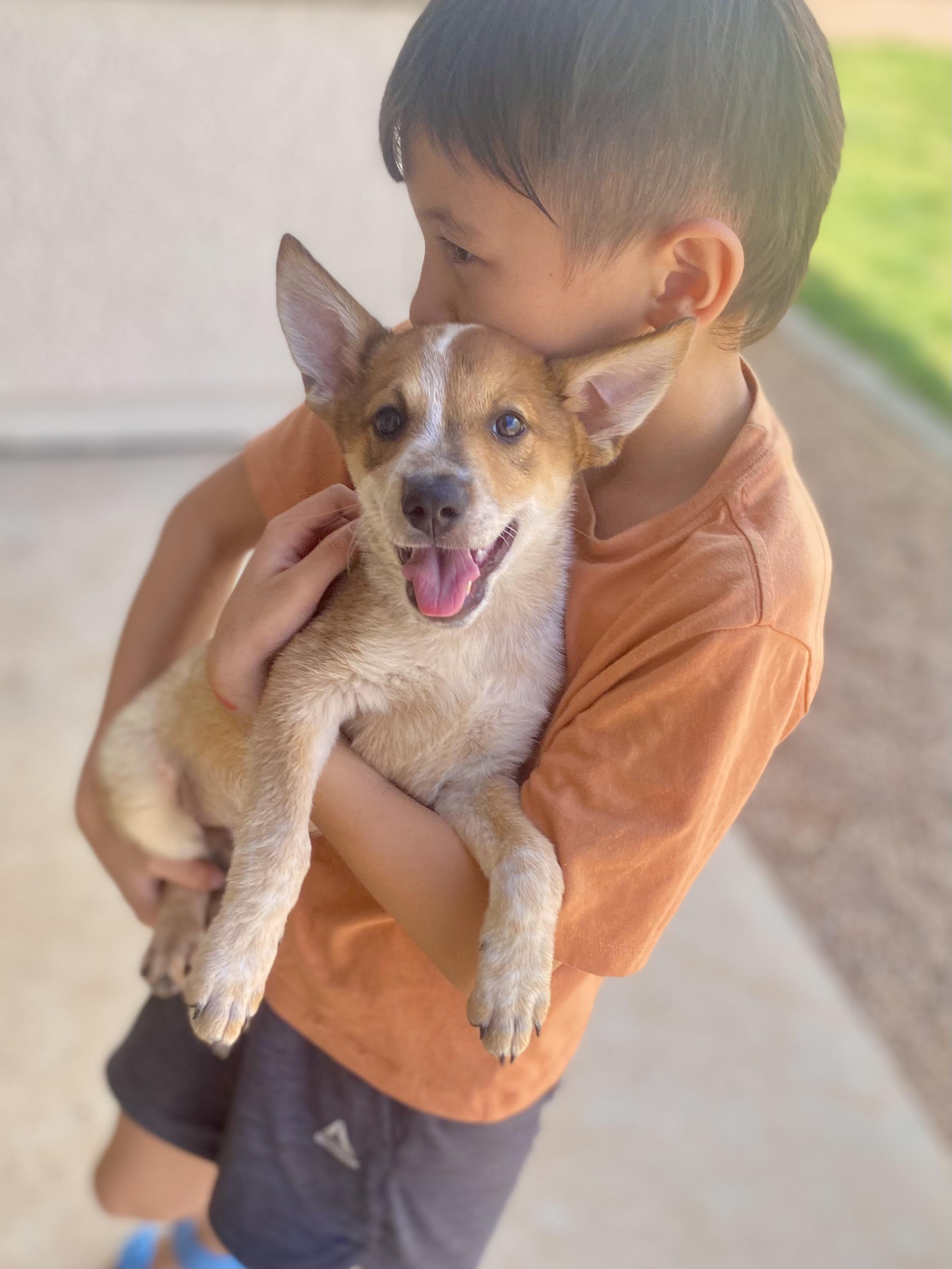 Enlarge Baby Red, 11-week old Heeler mix puppy in search of active family, a Adoptable mixed breed in Oro Valley, AZ image 2/6