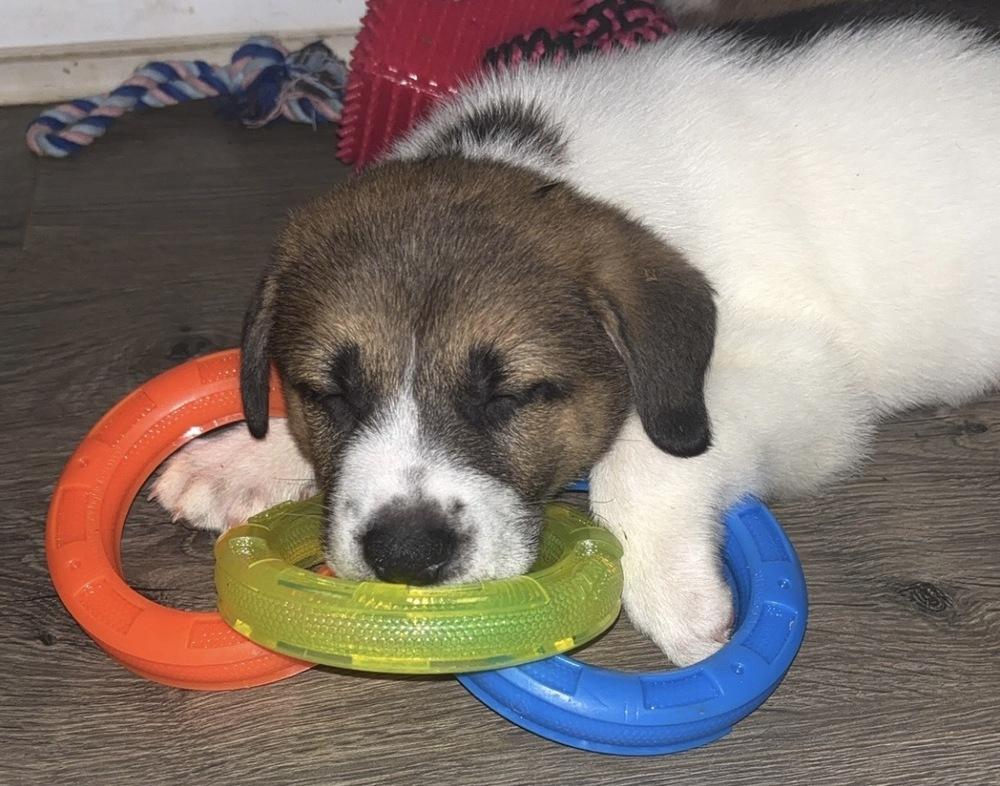 Lincoln, a Adoptable mixed breed in Wendell, NC image 2/5