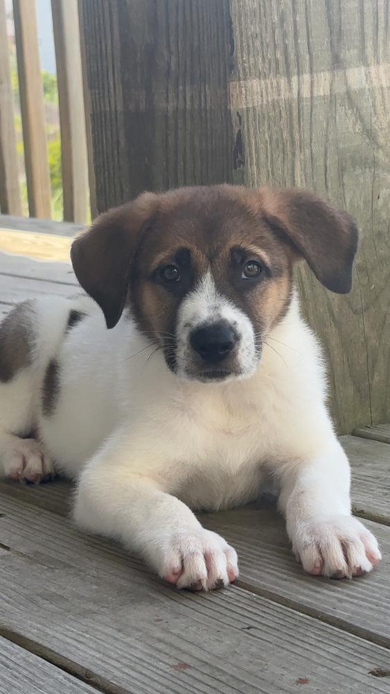 Lincoln, a Adoptable mixed breed in Wendell, NC image 3/5