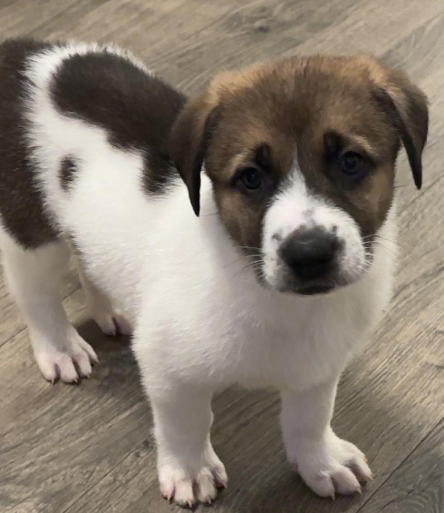 Lincoln, a Adoptable mixed breed in Wendell, NC image 4/5