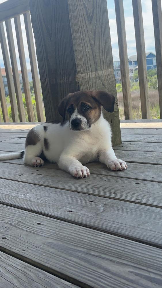 Lincoln, a Adoptable mixed breed in Wendell, NC image 5/5