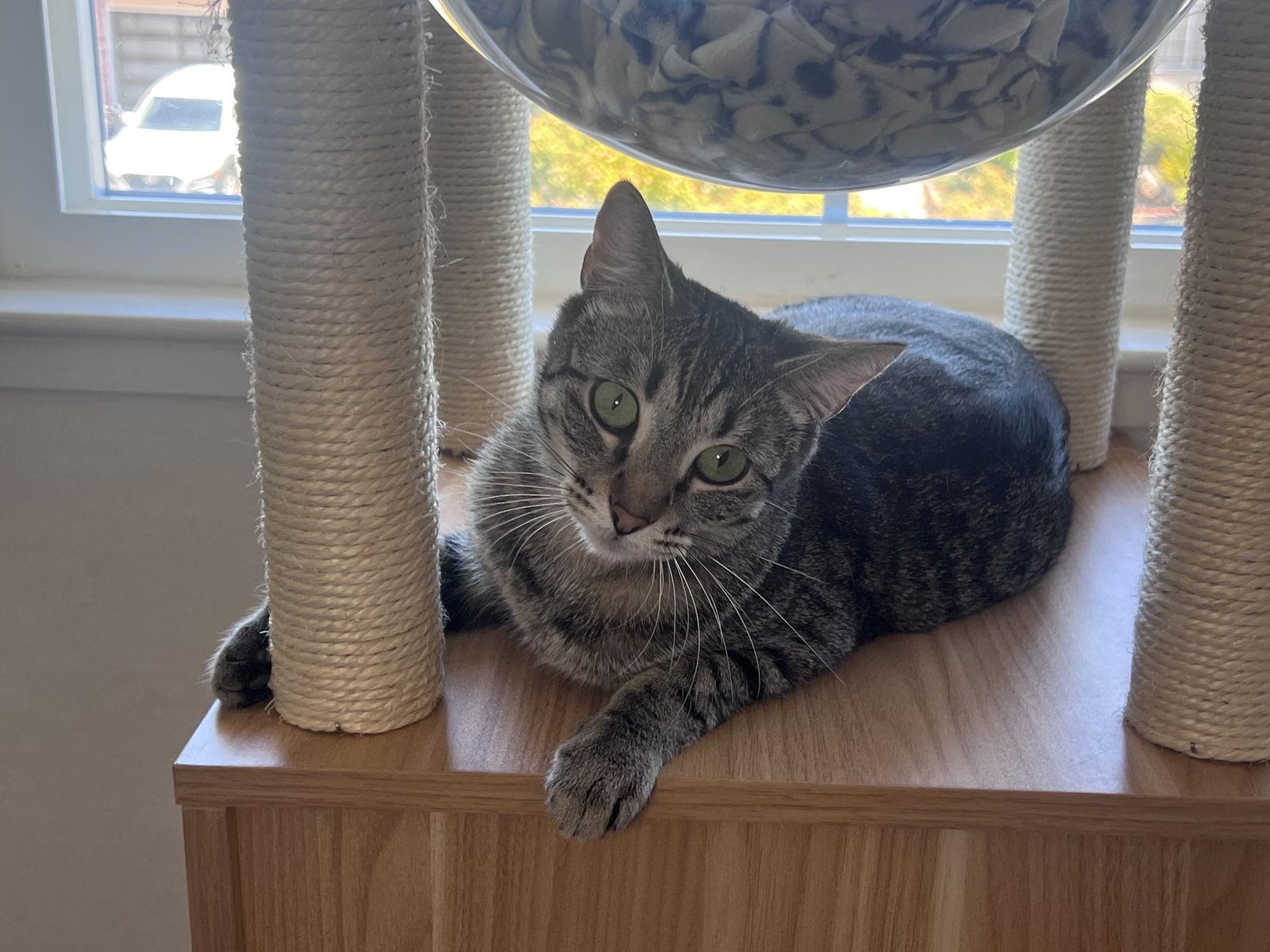 STELLA, a Adoptable Domestic Short Hair in Walnut Creek, CA image 1/3