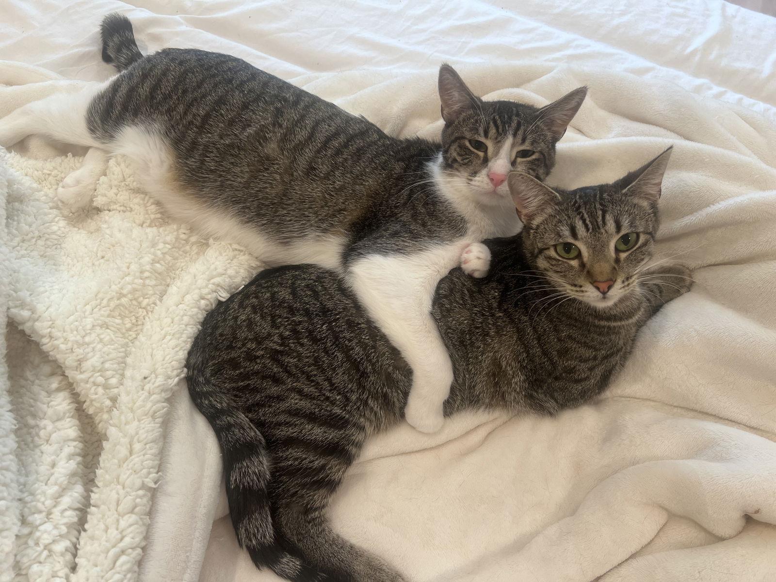 STELLA, a Adoptable Domestic Short Hair in Walnut Creek, CA image 2/3