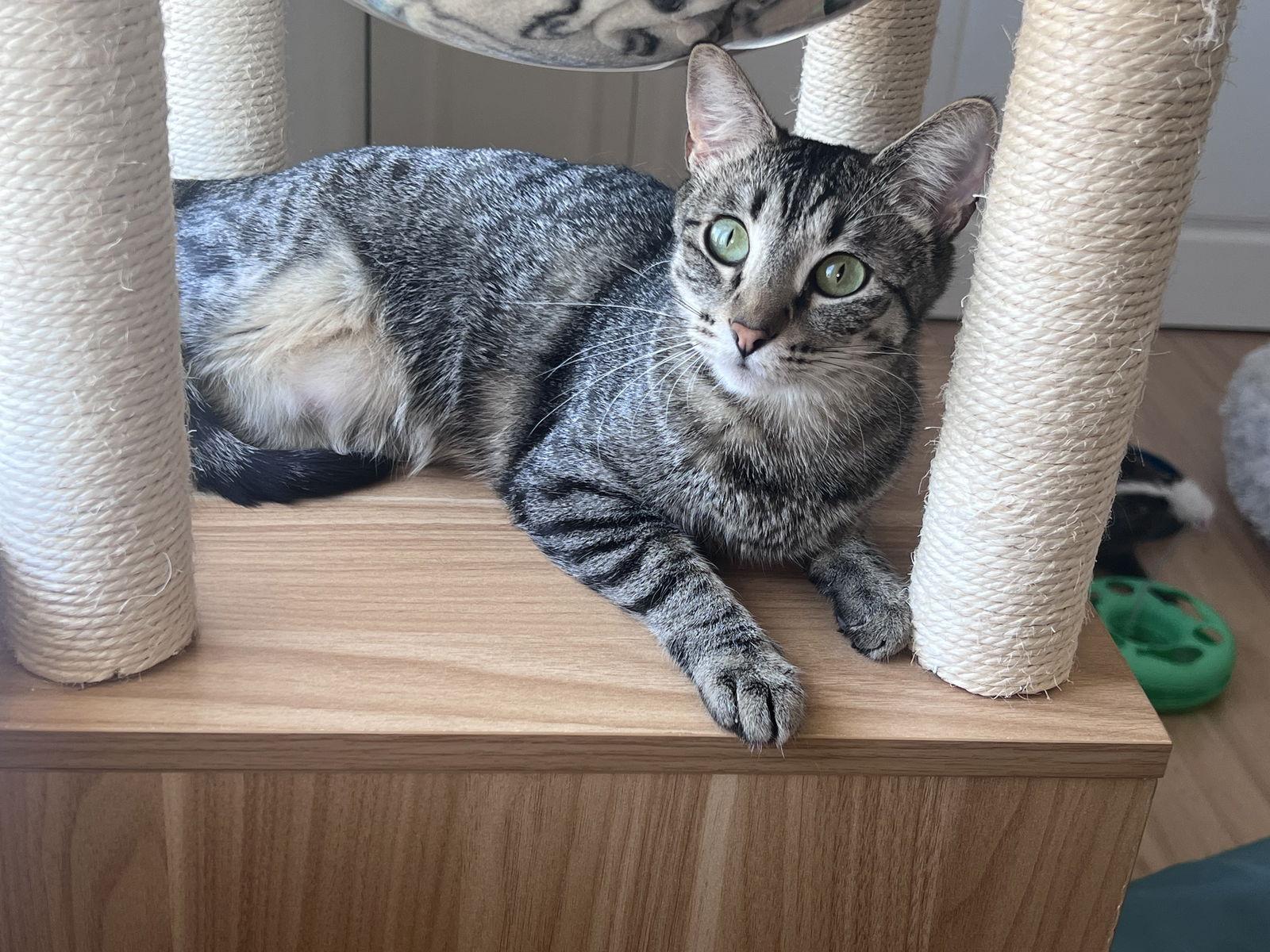 STELLA, a Adoptable Domestic Short Hair in Walnut Creek, CA image 3/3