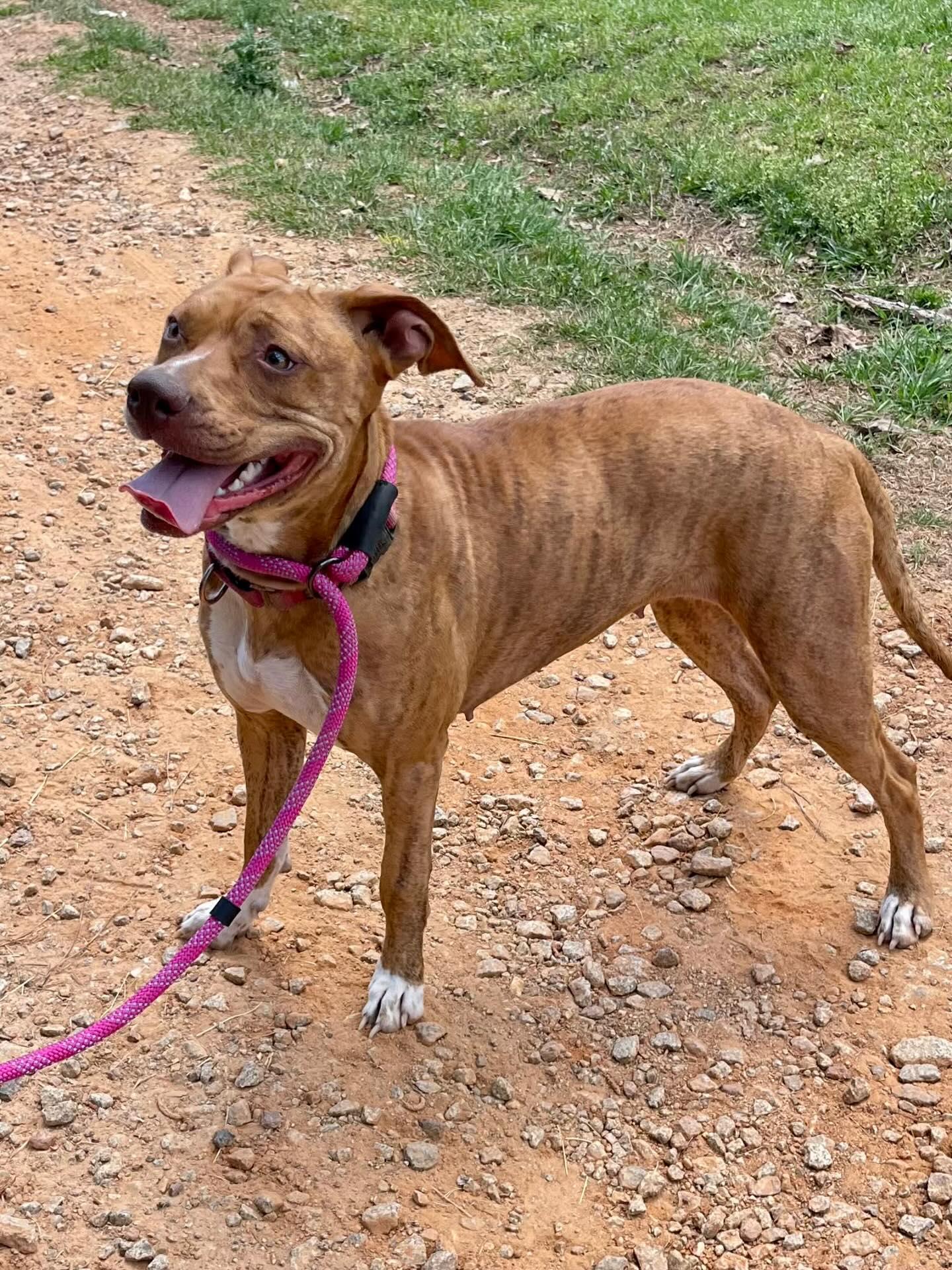 Enlarge Lady, a ADOPTABLE Mixed Breed in St. Albans, VT image 4/5