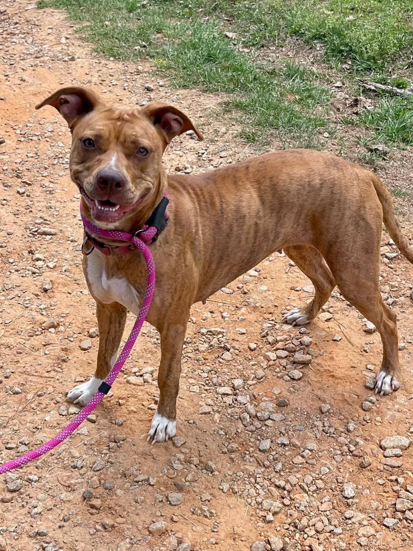 Enlarge Lady, a ADOPTABLE Mixed Breed in St. Albans, VT image 1/5