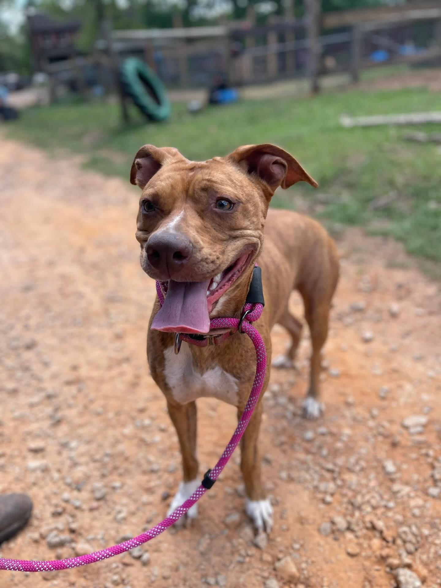 Enlarge Lady, a ADOPTABLE Mixed Breed in St. Albans, VT image 5/5