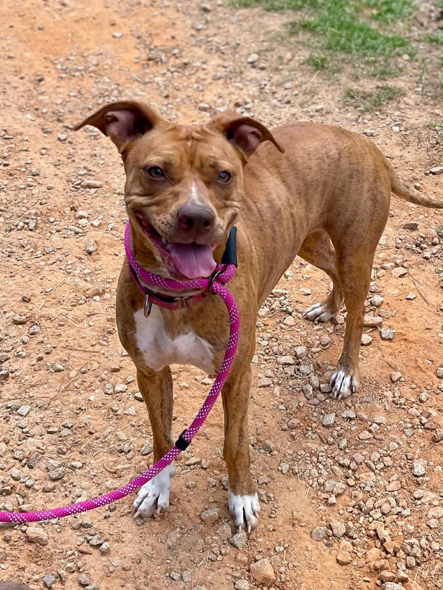 Enlarge Lady, a ADOPTABLE Mixed Breed in St. Albans, VT image 2/5