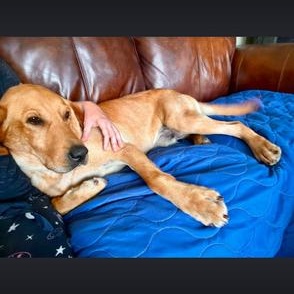 Enlarge Elvis, a Adoptable mixed breed in Indian Mound, TN image 4/6