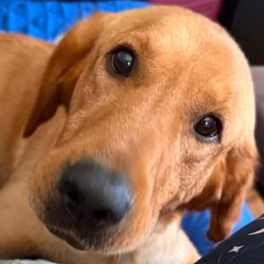 Elvis, Adoptable, Adult Male Golden Retriever & Hound.