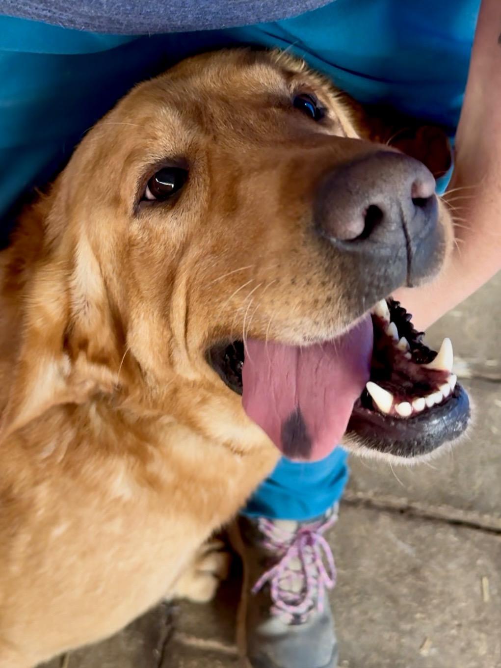 Enlarge Elvis, a Adoptable mixed breed in Indian Mound, TN image 2/6