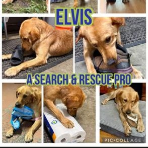 Enlarge Elvis, a Adoptable mixed breed in Indian Mound, TN image 6/6